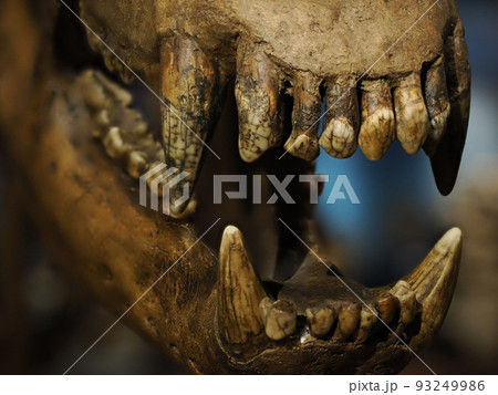 prehistoric bear skeleton ursus ladinicus found in dolomites mountains detail 93249986