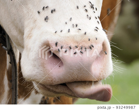 cow with many fly detail 93249987