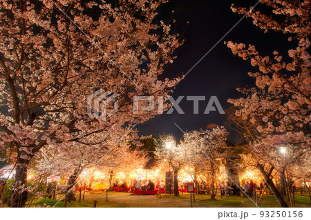 京都円山公園のシダレザクラ 2022年春 93250156
