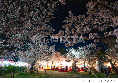 京都円山公園のシダレザクラ 2022年春 93250157