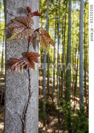 蔦の若葉と竹林の春風景 93250306