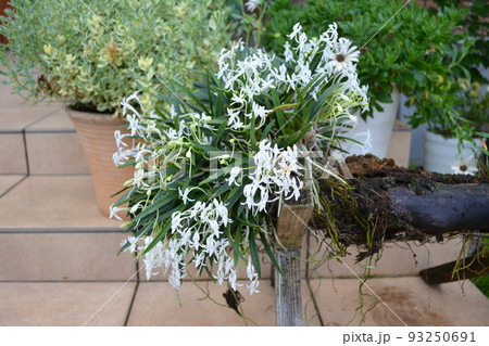 今年も純白のふうらんの花が咲いた、香りもよろしい 93250691