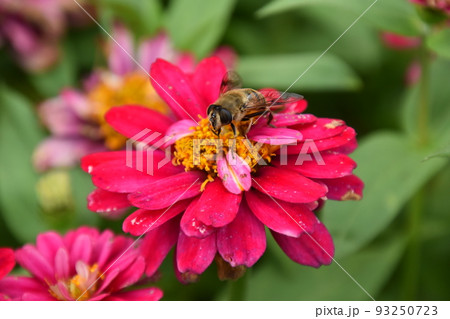 ガーデンミュージアム比叡 93250723