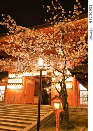 京都　八坂神社の夜桜 93250931