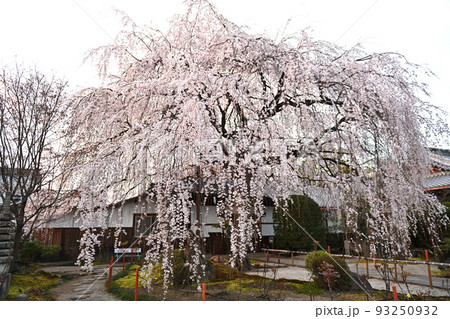 京都　本満寺のしだれ桜2022 93250932