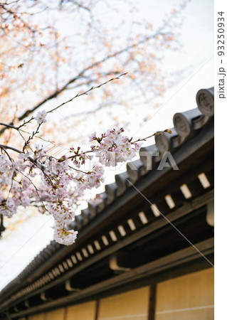 京都　東本願寺の桜　2022年春 93250934