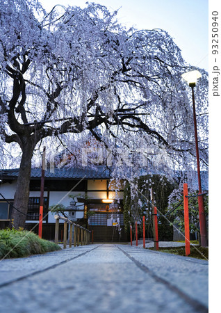 京都　本満寺のしだれ桜 2022年春 93250940