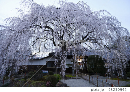 京都　本満寺のしだれ桜 2022年春 93250942