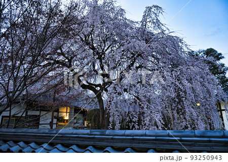 京都　本満寺のしだれ桜 2022年春 93250943