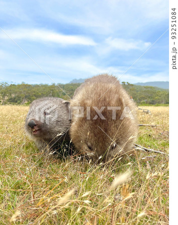 ウォンバットの親子　草を食べている　赤ちゃん 93251084