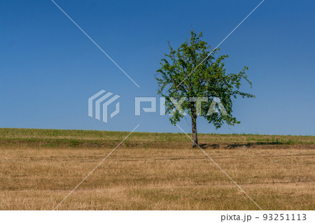 Green tree of blue sky 93251113