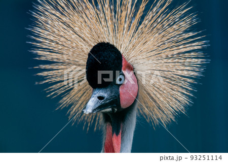 Beautiful crowned crane (Balearica pavonina) 93251114