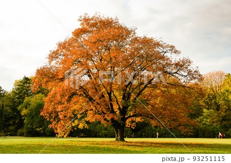 Yellow autumn trees in the park 93251115