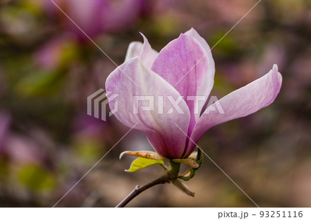 Macro blooming magnolia on a close-up branch 93251116