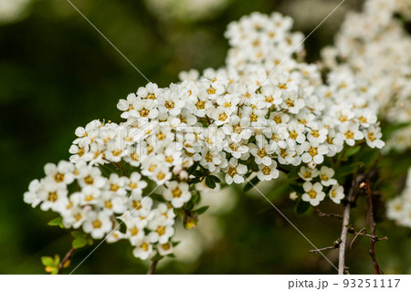 Macro bush of small white flowers on a branch 93251117