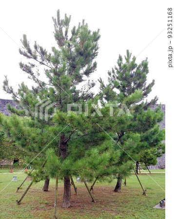 沖縄 首里城公園25 琉球松 沖縄 首里城公園25 琉球松 93251168
