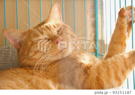 手を上げながら寝むる茶寅の猫 93251187