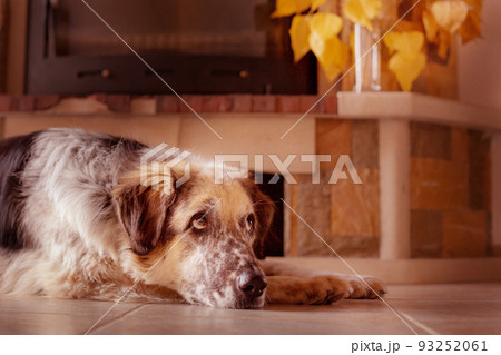 Dog rest on the floor near to a fireplace 93252061