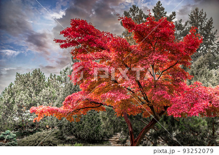 Majestic red maple autumn tree and dramatic sky Majestic red maple autumn tree and dramatic sky 93252079