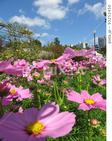 ピンク色のコスモスの花 93252450