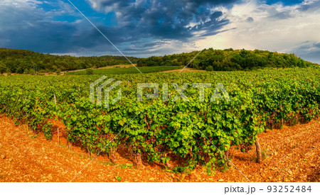 View of wineyards fields. Concept harvest time. 93252484