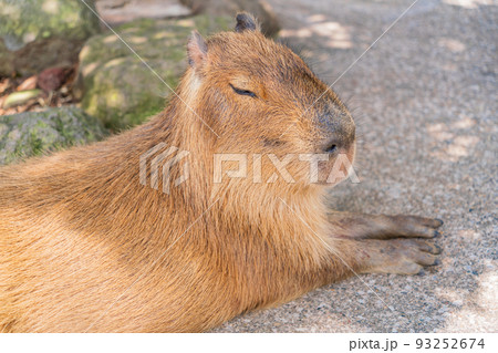 木陰でまったりとくつろぐ、カピバラ 93252674