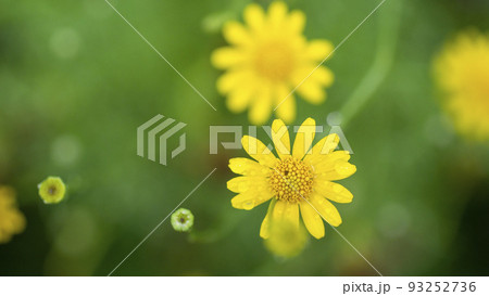 yellow flower on green background yellow flower on green background 93252736