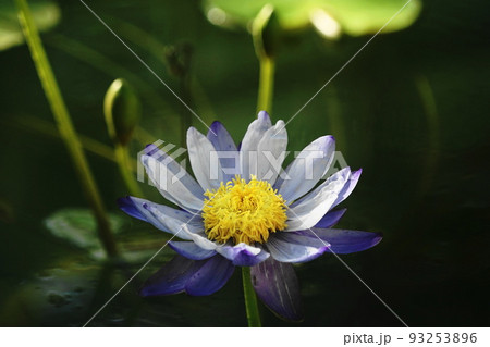 8月　調布1148熱帯スイレン･スイレン科･神代植物公園 93253896