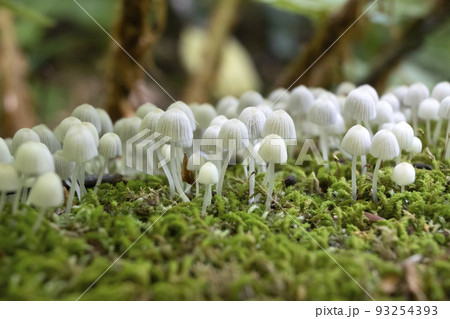 森で出会った可愛い頭の小さなきのこ 93254393