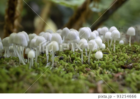 森で出会った可愛い頭の小さなきのこ 森で出会った可愛い頭の小さなきのこ 93254666