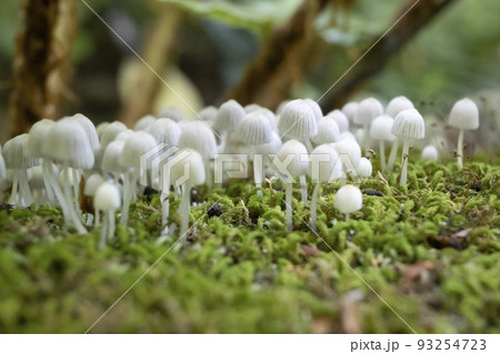 森で出会った可愛い頭の小さなきのこ 93254723