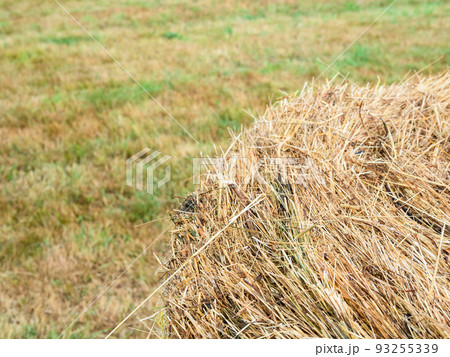 surface of hay bale on mowed field after rain 93255339