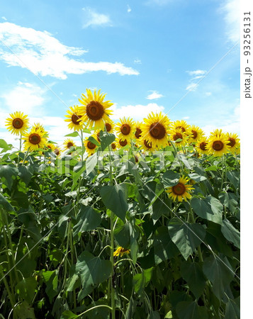 晴れた夏の日に空高く咲いたひまわりたち 93256131