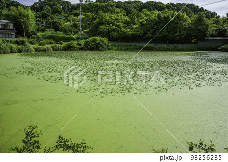金光町占見　迫池　岡山県浅口市 93256235