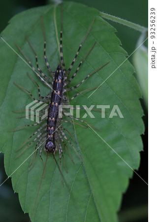 生き物　節足動物　ゲジ、通称ゲジゲジ。不気味な姿の嫌われ者、実はゴキブリなどを食べる益虫 93256239
