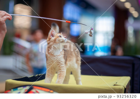 A beautiful kitten of the British breed is presented at the cat show A beautiful kitten of the British breed is presented at the cat show 93256320