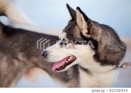 Beautiful dog of the Alaskan Clique breed 93256454