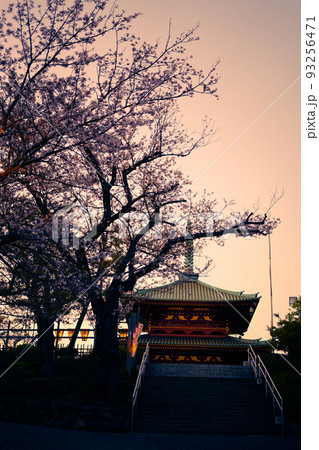 孝道山の桜と夕景（東白楽） 93256471