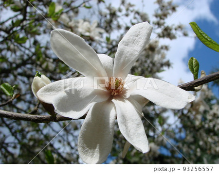 White magnolia flower against the sky close-up White magnolia flower against the sky close-up 93256557