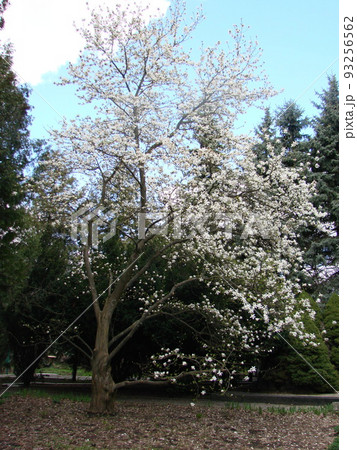 White Magnolia flower bloom on background of blurry White Magnolia flower bloom on background of blurry 93256562