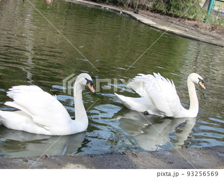 White swan in the foggy lake at the dawn. Morning lights. Romantic background. Beautiful swan. Cygnus. White swan in the foggy lake at the dawn. Morning lights. Romantic background. Beautiful swan. Cygnus. 93256569
