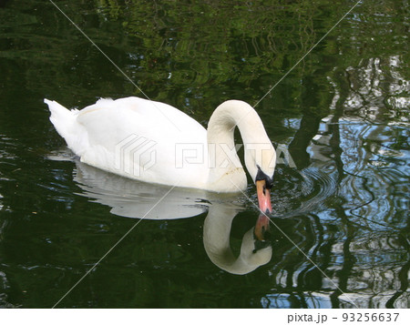 Beautiful Swan on a Crystal Clear blue river reflection 93256637