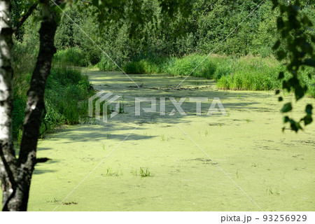 Duckweed swamp area with standing water and common duckweed on surface among Duckweed swamp area with standing water and common duckweed on surface among 93256929
