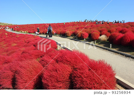 紅葉したコキアに感動しながら丘を登る、ひたち海浜公園は観光客でいっぱい 93256934