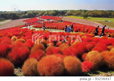 赤く紅葉したコキアとコスモス畑、ひたち海浜公園は今が見頃 赤く紅葉したコキアとコスモス畑、ひたち海浜公園は今が見頃 93256937