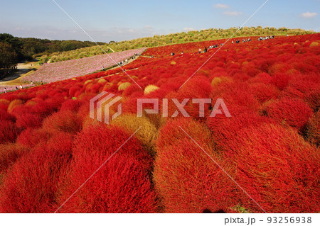 赤く紅葉したコキアの丘にコスモス畑そして向こうにススキの原、ひたち海浜公園は今日も青空 赤く紅葉したコキアの丘にコスモス畑そして向こうにススキの原、ひたち海浜公園は今日も青空 93256938