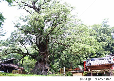 蒲生の大楠 蒲生の大楠 93257302