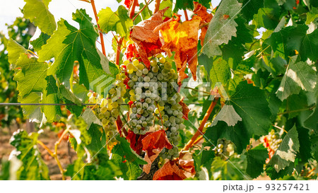 grapes drying up from heat in department Gers France 93257421