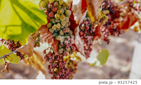 abnormally hot summer in France has led to drying grapes abnormally hot summer in France has led to drying grapes 93257425