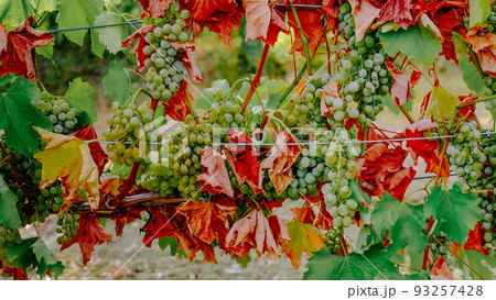 abnormal drought in France grape crop failure in wine regions 93257428